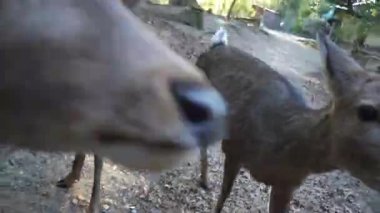 Ocak ayında Japonya, Nara 'da vahşi geyikleri beslemek 