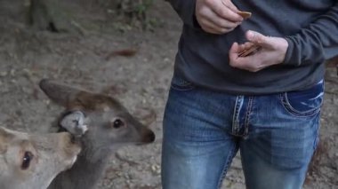Ocak ayında Japonya, Nara 'da vahşi geyikleri beslemek 