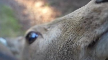 Ocak ayında Japonya, Nara 'da vahşi geyikleri beslemek 