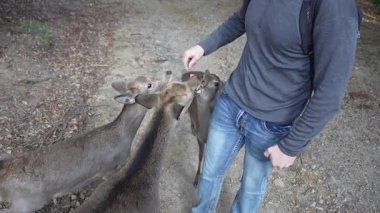 Ocak ayında Japonya, Nara 'da vahşi geyikleri beslemek 