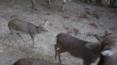 Ocak ayında Japonya, Nara 'da vahşi geyikleri beslemek 
