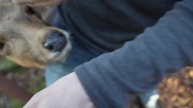 Ocak ayında Japonya, Nara 'da vahşi geyikleri beslemek 