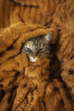 Huzurlu, çizgili bir kedi sıcak turuncu bir battaniyenin içine yerleşmiş, rahatlık ve rahatlığı somutlaştırıyor..
