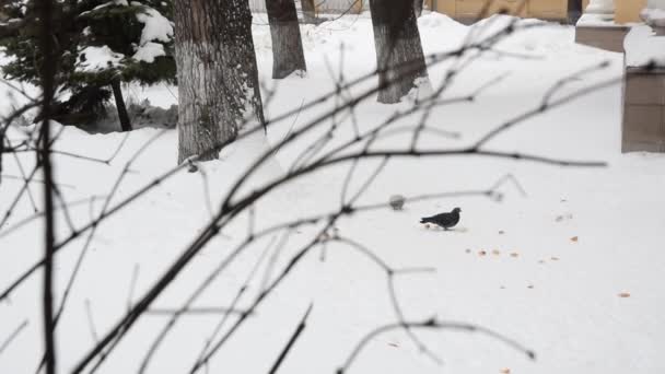 Två duvor promenader och äta bröd Under ett träd på snö vintertid. Fåglar på vintern. 3 skott. — Stockvideo