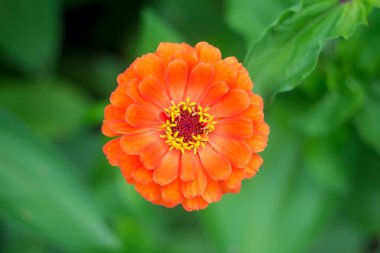 Bahçe yeşil yaprakları bir arka plan üzerinde turuncu zinnia çiçeği