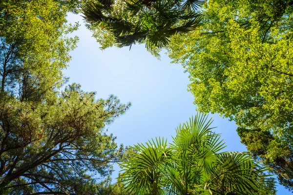 Вершины деревьев на фоне ясного неба и солнечных лучей — стоковое фото