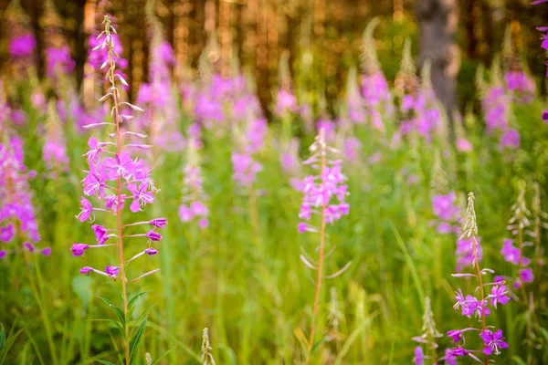 Pink flowers of fireweed (Epilobium or Chamerion angustifolium) in the meadow — Stock Photo, Image