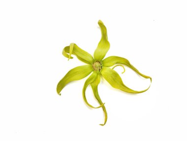 Ylang-ylang or cananga flower (Cananga odorata) isolated on white background 