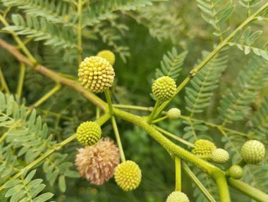 Bahçedeki kurşun ağaç çiçeği (Leucaena leucocephala), görüntüyü kapat 