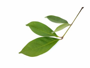 Beyaz arka planda taze körfez yaprakları. Yiyecek malzemesi. 