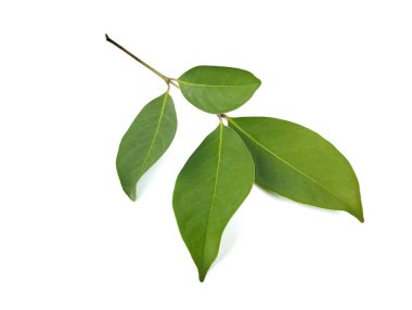 Beyaz arka planda taze körfez yaprakları. Yiyecek malzemesi. 