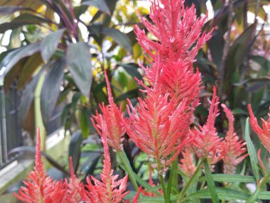 Kırmızı çeltik çiçeği (Celosia argentea) bahçede, yakın 