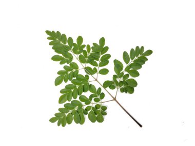 Beyaz arkaplanda taze moringa yaprakları (moringa oleifera) izole edildi