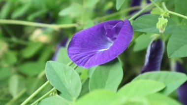 Bahçede açan kelebek bezelye çiçeğine (Klitoria ternatea) yakın plan. Bu bitki bitki çayı ve doğal besin renklendirme özellikleriyle bilinir.