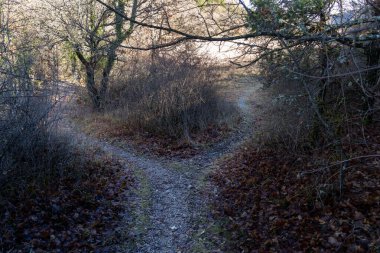 Patika yolu, toprak yol, orman kavşağı. Yüksek kalite fotoğraf