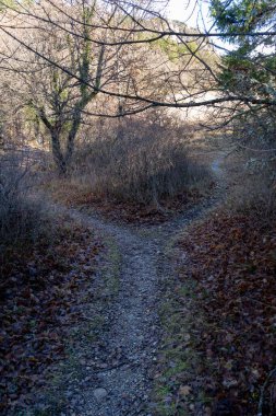 Patika yolu, toprak yol, orman kavşağı. Yüksek kalite fotoğraf