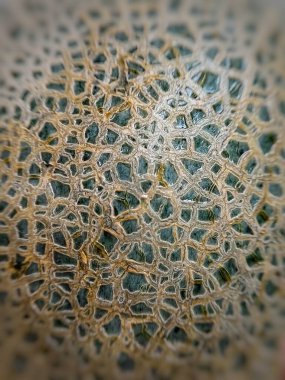 kavun derisinin yüzey dokusuna sahip arkaplan