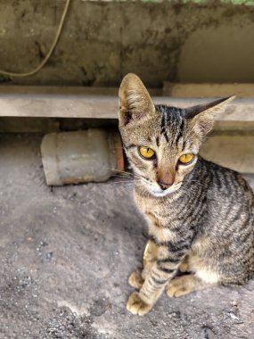 close up of an abandoned stray kitten