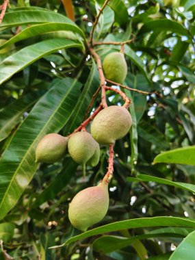 Ağaçtaki mango meyvesine yaklaş.
