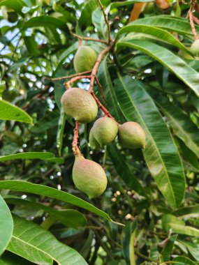 Ağaçtaki mango meyvesine yaklaş.