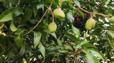 Rüzgarla savrulan ağaçta mango meyvesi