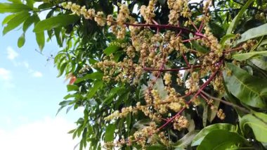 Rüzgârla savrulan ağaçtaki mango çiçeklerine yaklaş.