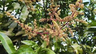 Rüzgârla savrulan ağaçtaki mango çiçeklerine yaklaş.