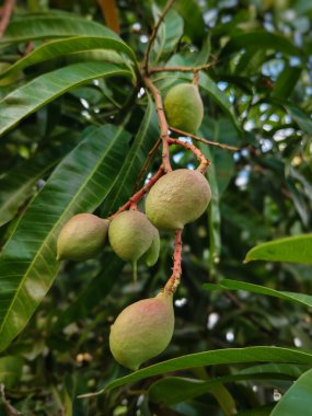 close up of mango fruit on a tree