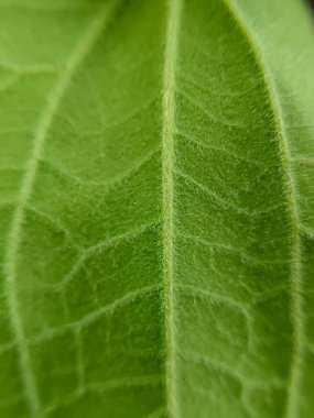 Yaprak yüzey dokusunu kapat