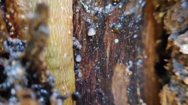 Ağaç mantarının makro videosunu kapat