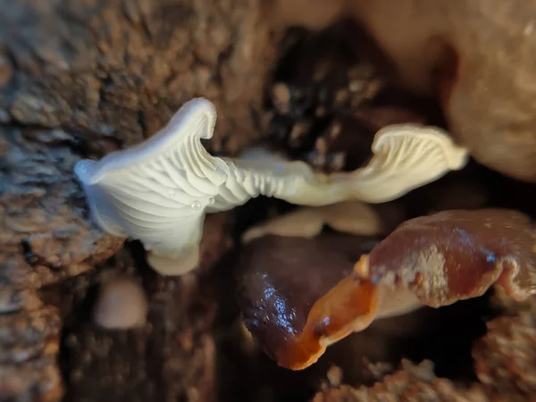 Ağaç mantarının makro fotoğrafını kapat