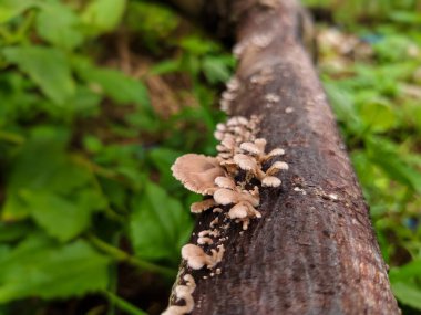 Çürüyen ağaç dallarında yetişen mantarlara yakın.