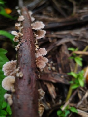Çürüyen ağaç dallarında yetişen mantarlara yakın.