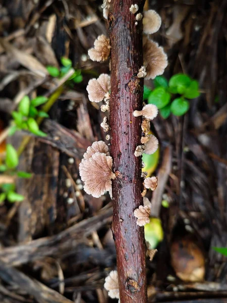 Çürüyen ağaç dallarında yetişen mantarlara yakın.