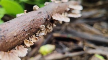Ağaç mantarının makro videosunu kapat