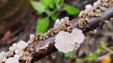 Ağaç mantarının makro videosunu kapat