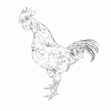 Beyaz arka planda bir horoz çizimi