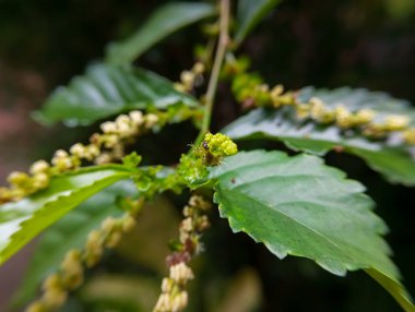 Çay bitkilerinin ya da orman çayı olarak da bilinir (Acalypha siamensis)