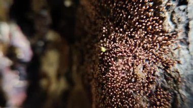 Mercan lekesi olarak bilinen Nectria cinnabarina mantarı grubu