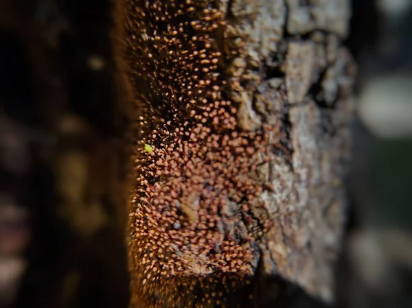 Mercan lekesi olarak bilinen bir grup Nectria cinnabarina mantarına yakın çekim