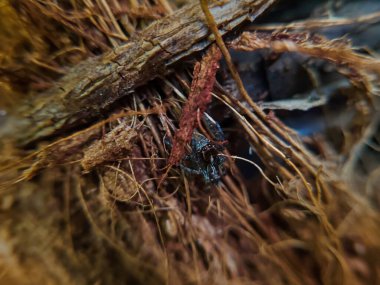 Ağaçtaki küçük örümceğe yaklaş