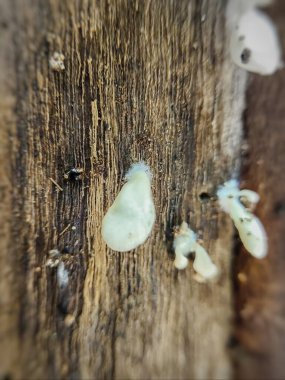 mantar ağacı üzerinde kapat