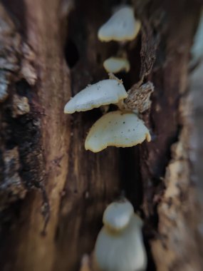 mantar ağacı üzerinde kapat