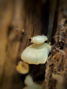 mantar ağacı üzerinde kapat