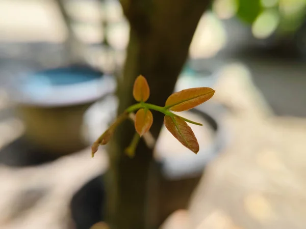 Longan yapraklarının genç filizlerini kapatın.
