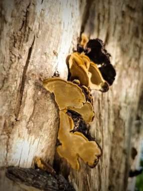 Ağaç gövdelerinde yetişen ahşap mantar. , Fuscoporia gilva veya Phellinus pini