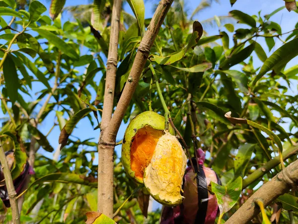 Bir sincap ya da ağaçtaki yarasa tarafından yenen bir mangoya yakın çekim