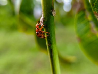 Yaprağın üzerindeki bir yaprak böceğinin yakınına, Attelabidae ailesinden.