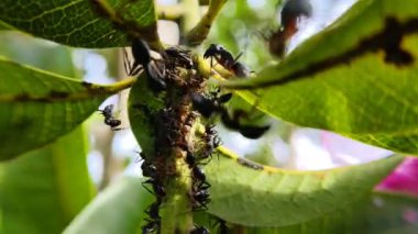 Bir yaprak bitini çevreleyen bir grup siyah bahçe karıncaları (Lasius niger)