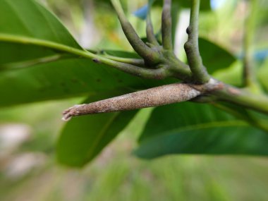 Pupa ya da mango yaprağı dallarına yapışmış kurtçuklar.